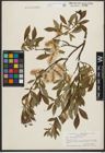 Foto von Salix phylicifolia L.